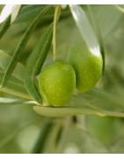 Productos certificados y autorizados para la agricultura ecológica