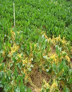 ≫Comprar herbicida total para malas hierbas | La Tienda del Agricultor