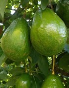 Aguacate - Información General - La Tienda del Agricultor