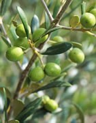 Olivo - Cultivo. La aceituna y el mejor aceite del mundo desde nuestros olivares.