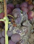 BOTRYTIS CINEREA (Podredumbre Gris)