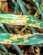 Septoria - Plaga