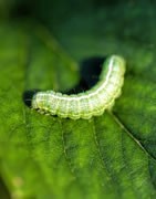 GUSANO VERDE (Spodoptera exigua) - Plaga