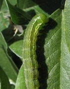 Heliothis ( Helicoverpa Armiguera) - Plaga