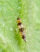 Trips (Frankliniella occidentalis ) - Plaga