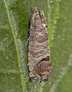 CARCOCAPSA (Cydia pomonela) - Plaga