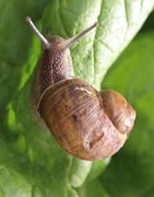 Caracol y Babosas - Plaga