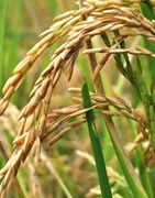 Arroz - Información General - La Tienda del Agricultor