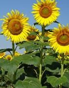 Girasol