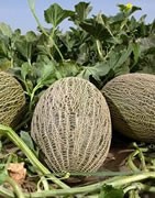 Melón