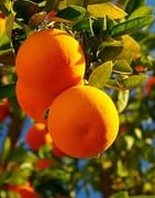 Naranjo