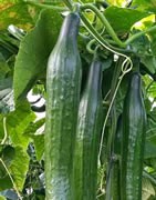 Pepino