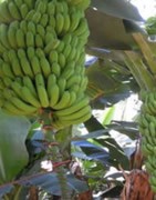 Platanera