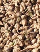 Remolacha Azucarera