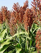 Sorgo