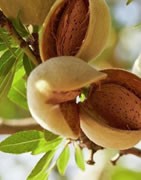 Almendro