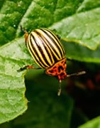 Insecticida