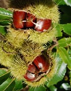 Castaño