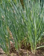 Cebollino