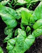 Espinaca