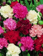 Clavel