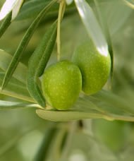 Productos Agricultura Ecológica