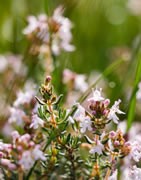 Hierbas Aromáticas