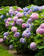 Hortensias