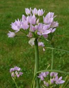 Inflorescencias