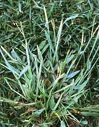 Plantas Monocotiledóneas (Gramíneas Anuales)