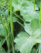Plantas anuales (Malas Hierbas)