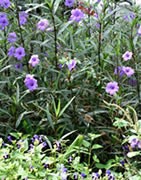 Plantas bienales (Malas Hierbas)