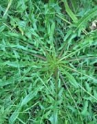 Plantas perennes o vivaces