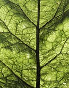 Aminoácidos Para Plantas