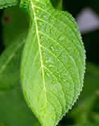 Fertilizantes y Abonos Ecológicos