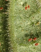 Insecticida Para Ácaros