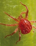 Insecticida Para Araña Roja