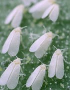 Insecticida Para Mosca Blanca