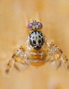 Insecticida Para Mosca De La Fruta