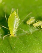 Insecticida Para Pulgones