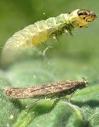 Insecticida Para Tuta Absoluta