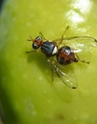 Insecticida Para Mosca Del Olivo
