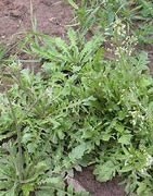 Herbicida Para Hoja Ancha