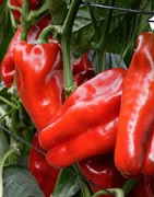 Pimiento