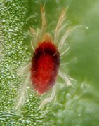 Acaricida