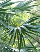Palmáceas ornamentales