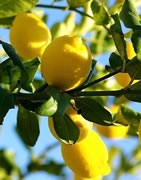 Limonero