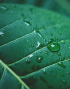 Nuevas tecnologías del carbono para la agricultura de precisión