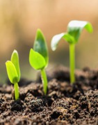 Abonos y fertilizantes mejoradores de suelo