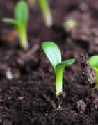 Micronutrientes
